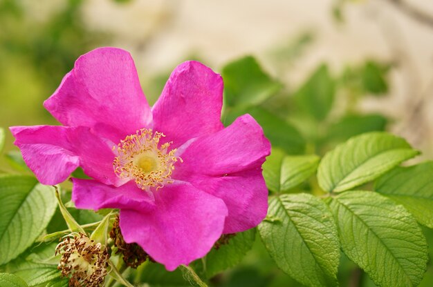 Closeup shot of a purple-petaled wild rose flower on a blurred background