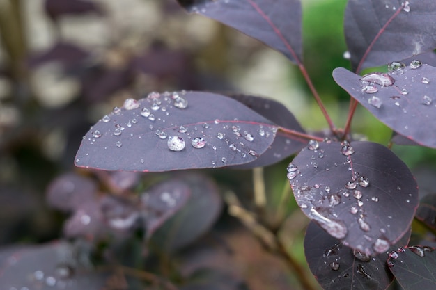 보라색 식물의 근접 촬영 샷은 dewdrops로 덮여 나뭇잎