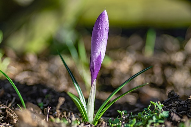 Closeup shot of a purple saffron crocus
