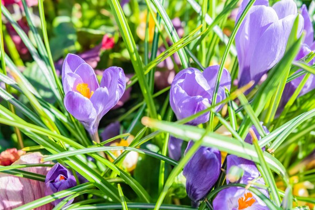 Снимок крупным планом фиолетовых и белых весенних цветов крокуса