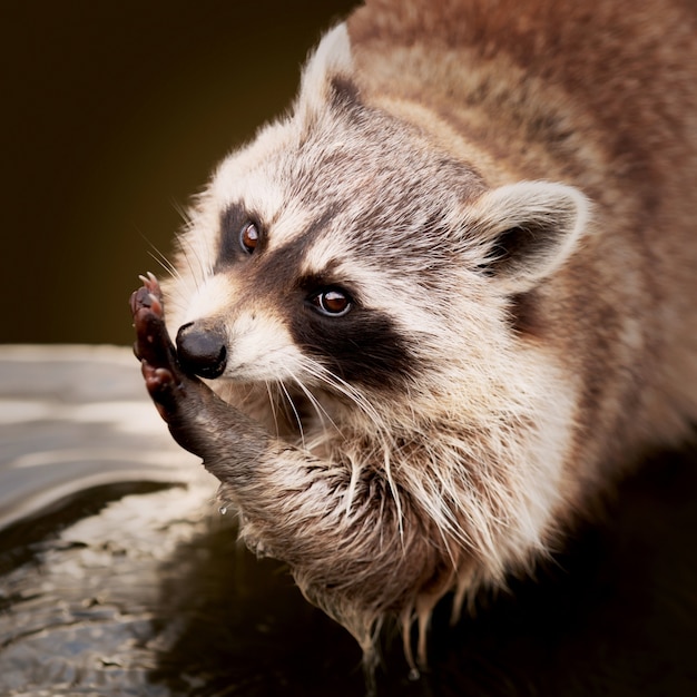Closeup shot of a raccoon cleaning its hand
