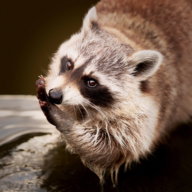 その手を掃除するアライグマのクローズアップショット