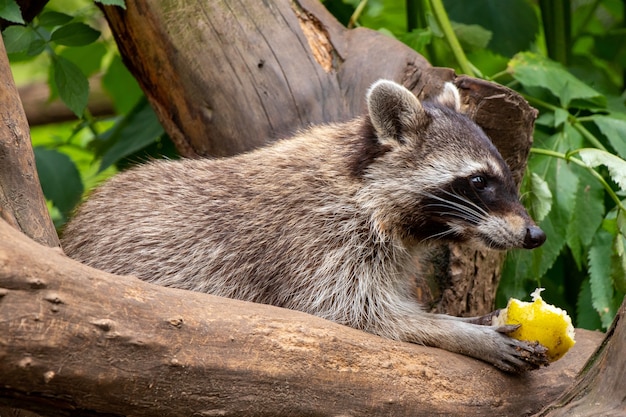 木の上に座っているアライグマのクローズアップショット