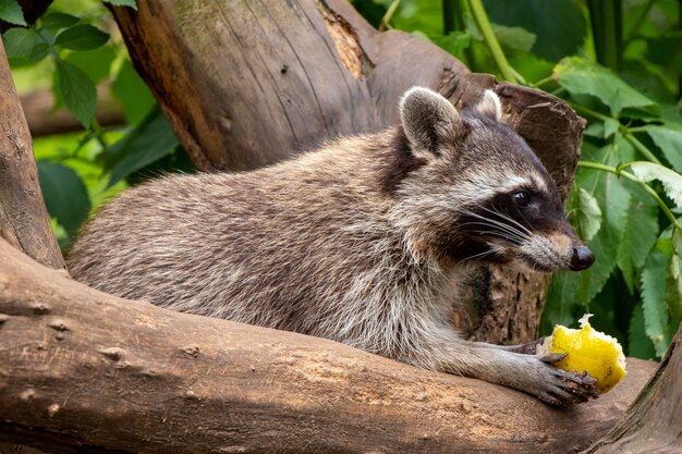 木の上に座っているアライグマのクローズアップショット