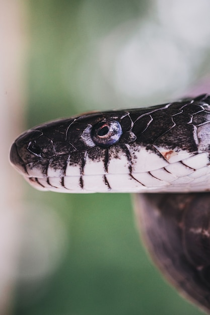 Closeup shot of a rat snake's head with blurred background