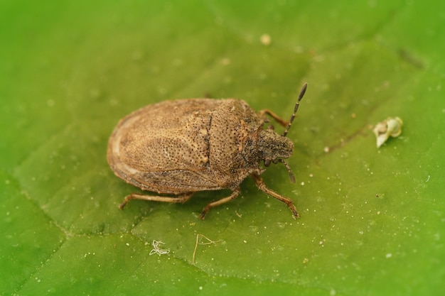 Closeup shot of a rather rare shieldbug on a green leaf