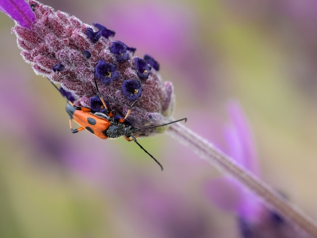 Foto gratuita primo piano di un insetto rosso e nero sulla pianta viola in giardino