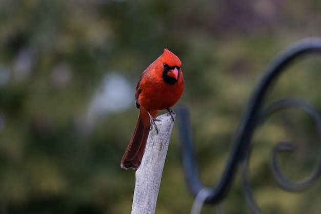 Colpo del primo piano di un uccello cardinale rosso che riposa su un ramoscello