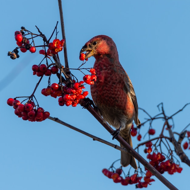 나무에 자리 잡고 마가 목 열매를 먹는 빨간 crossbill 새의 근접 촬영 샷