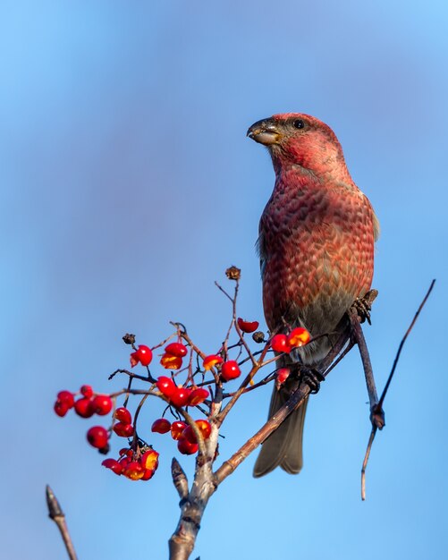 木の上に腰掛けてナナカマドの果実を食べる赤いクロスビル鳥のクローズアップショット