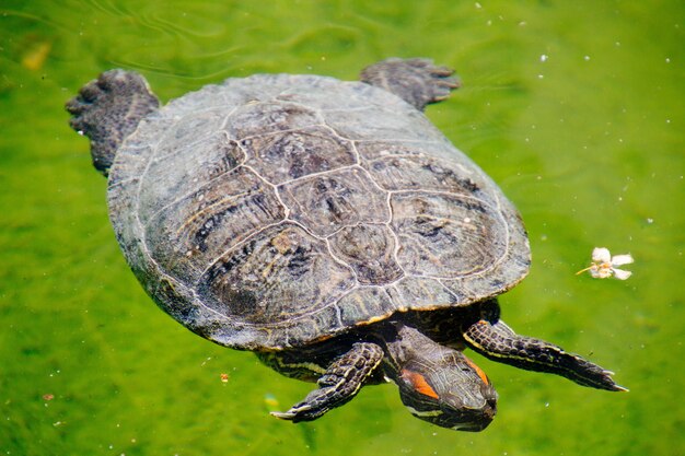 Closeup shot of a Red-eared slider turtle type swimming in the water