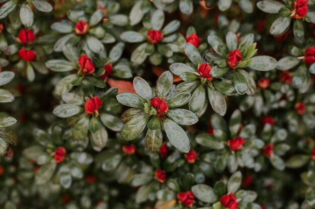 Closeup shot of red flowers blooming with a blurred natural