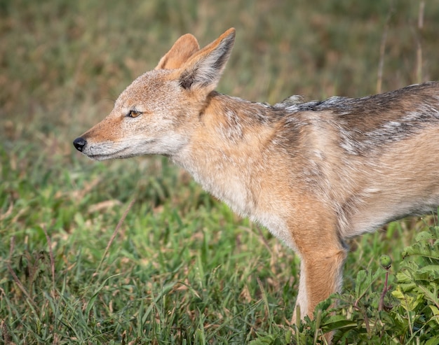 Closeup shot of a red fox in a field covered in greenery under the sunlight with a blurry background