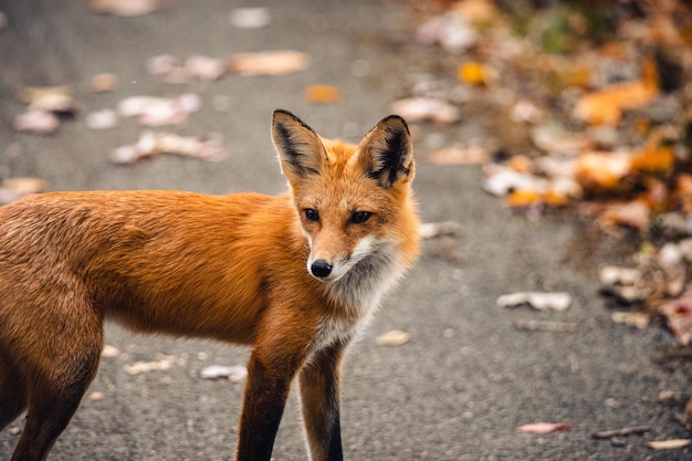 Closeup shot of a Red fox Vulpes vulpes standing in the wild