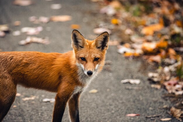 Closeup shot of a Red fox Vulpes vulpes in the wild