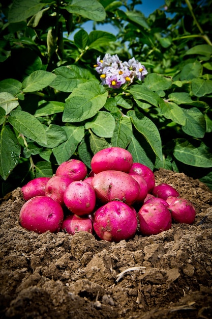 Closeup shot of red freshly picked potatoes in a field in Idaho