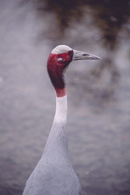 Closeup shot of a red-headed sarus crane