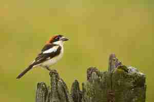 Free photo closeup shot of a red-headed shrike sitting on a piece of wood on a yellow background