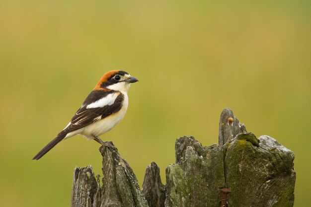 Closeup shot of a red-headed shrike sitting on a piece of wood on a yellow background