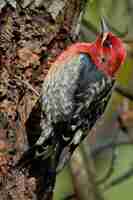 Free photo closeup shot of a red-headed woodpecker on the tree