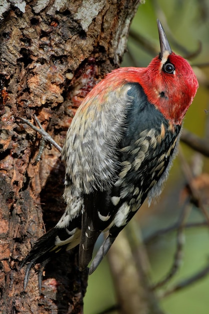Closeup shot of a red-headed woodpecker on the tree