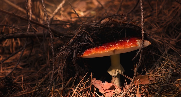 Colpo del primo piano di un fungo rosso che cresce sotto l'erba secca