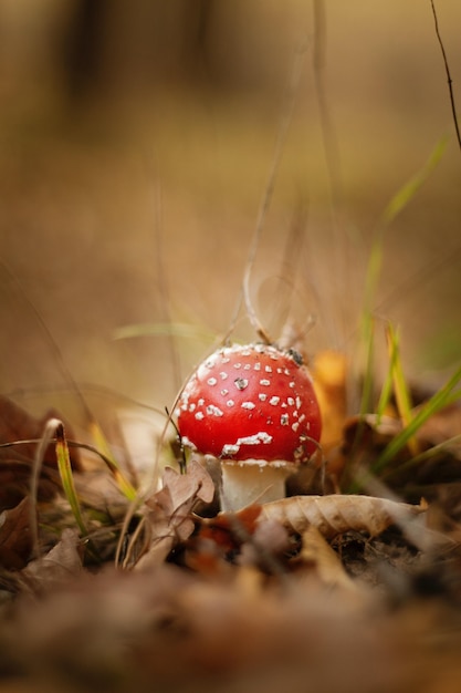 Colpo del primo piano di un fungo rosso in crescita