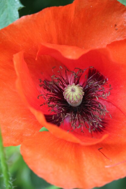 庭の赤いポピーの花のクローズアップショット