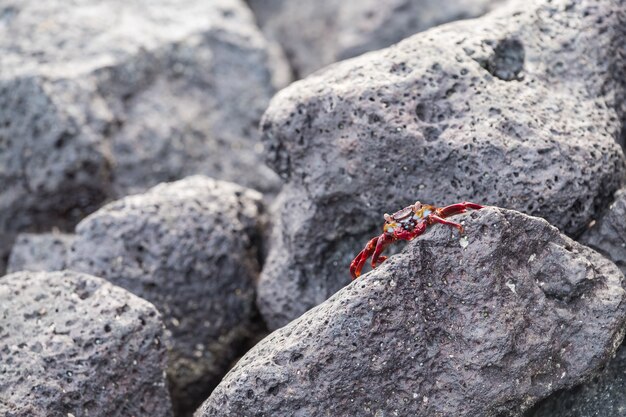 Closeup shot of a red rock crab on a rock formation in Galapagos Islands, Ecuador