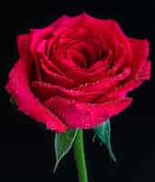 Free photo closeup shot of a red rose with dew on top on a black