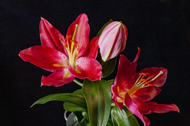 Closeup shot of red scarlet lilies with black