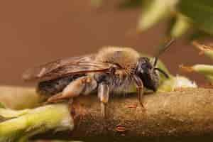 Free photo closeup shot of a red-tailed mining bee on a willow tree