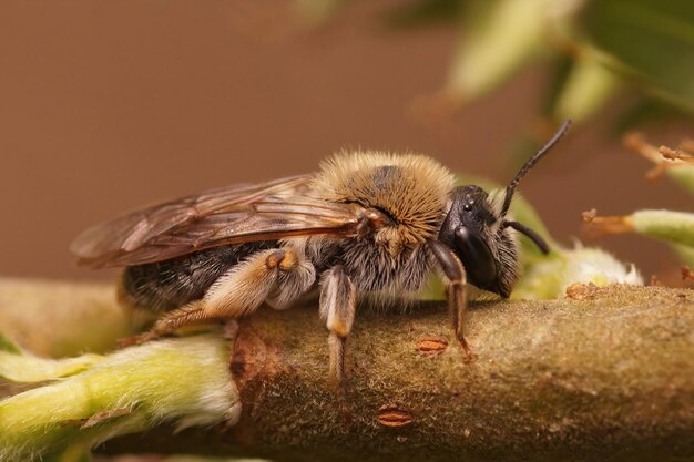 버드나무에 있는 붉은 꼬리 광산 꿀벌의 근접 촬영