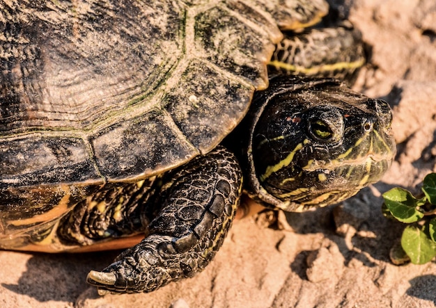 Closeup shot of a red terrapin turtle