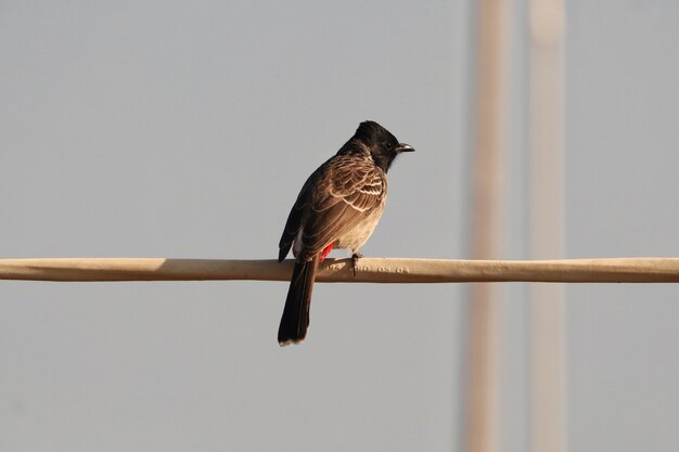 Closeup shot of a red-vented bulbul bird on a branch