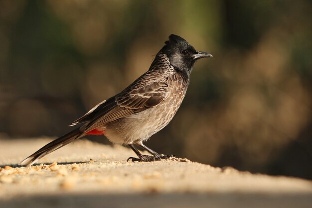 Closeup shot of a red-vented bulbul bird