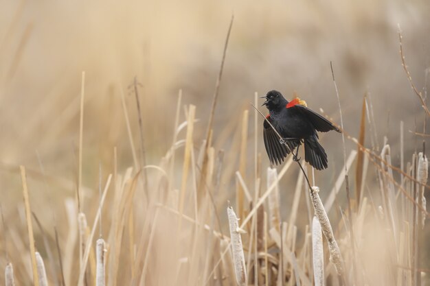 Closeup shot of a red winged blackbird on a plant while chirping