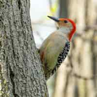 Free photo closeup shot of a redbellied woodpecker on a tree