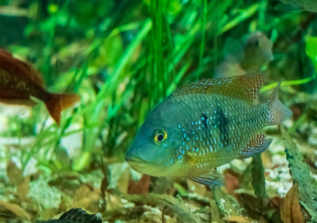 Foto gratuita colpo del primo piano di un pesce che nuota nell'acqua redhump eartheater