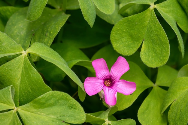 Free photo closeup shot of redwood sorrel flower