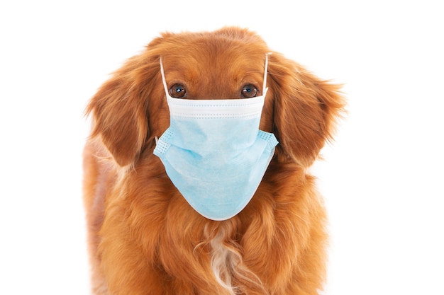 Closeup shot of a Retriever dog with a face mask isolated on a white background