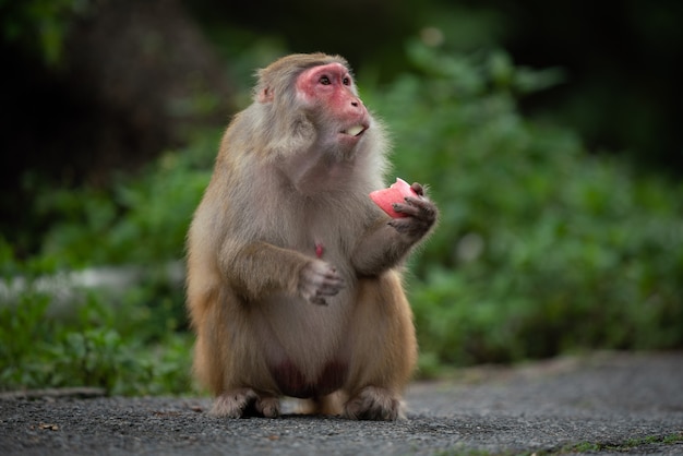 Free Photo a closeup shot of a rhesus macaque eating 