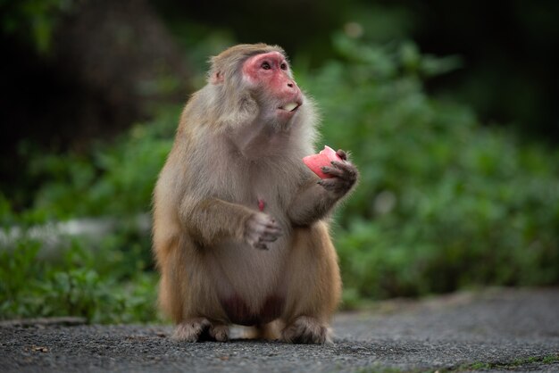 A closeup shot of a rhesus macaque eating 