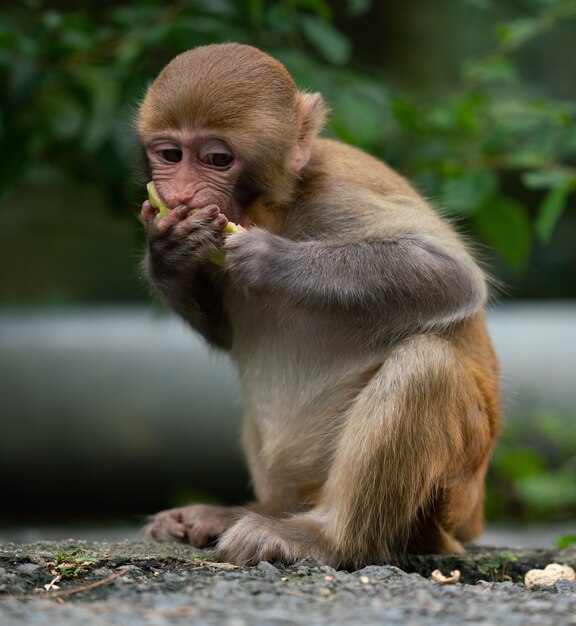A closeup shot of a rhesus macaque monkey eating