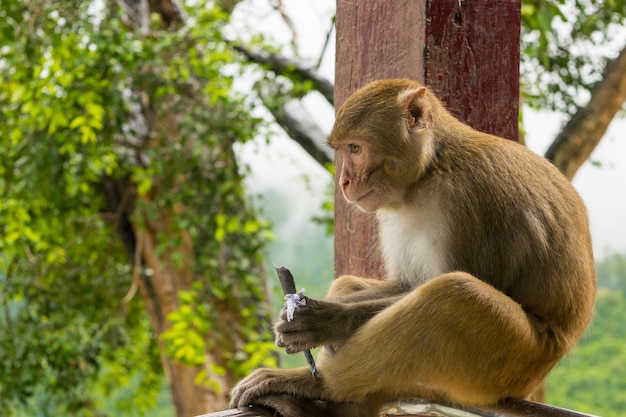 Closeup shot of a Rhesus macaque primate monkey sitting on a metal railing and eating something