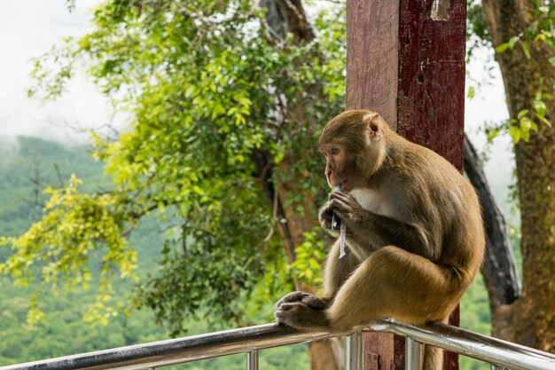 Closeup shot of a Rhesus macaque primate monkey sitting on a metal railing and eating something