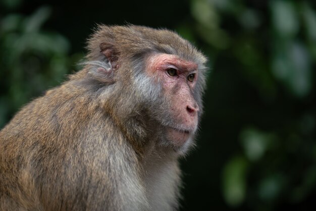 A closeup shot of a rhesus macaque