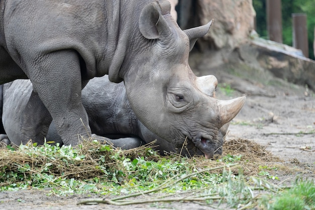 Closeup shot of a rhino grazing on the grass in front of it