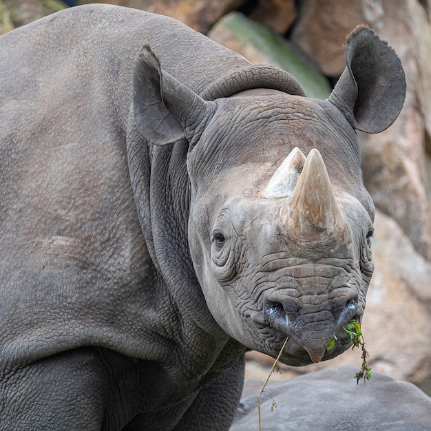 Closeup shot of a rhino in the process of grazing