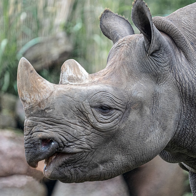 Closeup shot of a rhino's head at daytime